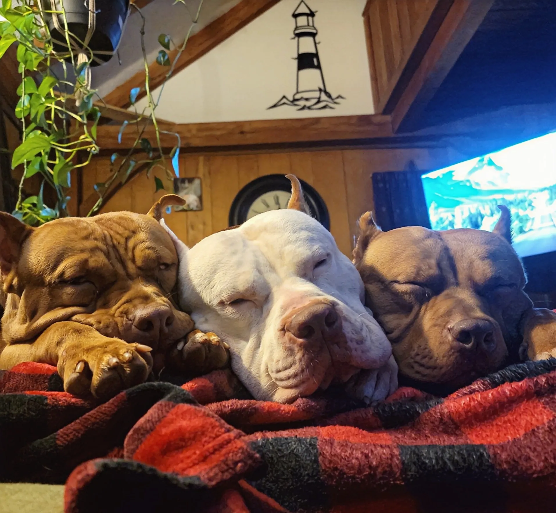 Tier 1 -  Klosowski's AKC- CGC (Canine Good Citizen) Package