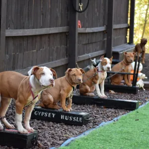 Tier 1 -  Klosowski's AKC- CGC (Canine Good Citizen) Package