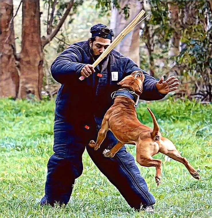 Tier 1 -  Klosowski's AKC- CGC (Canine Good Citizen) Package
