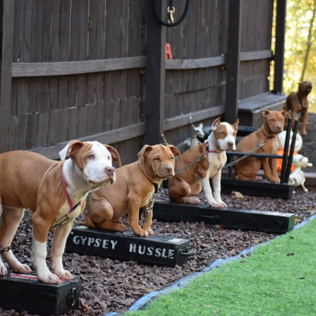 Tier 1 -  Klosowski's AKC- CGC (Canine Good Citizen) Package