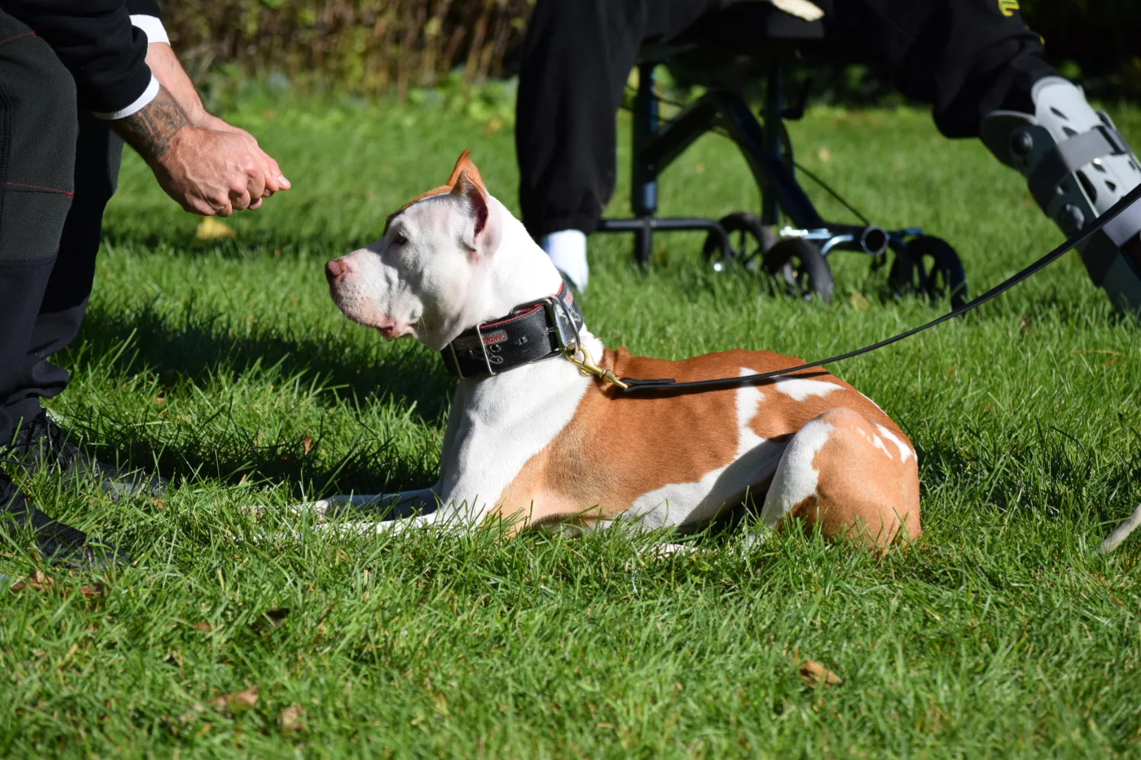 Tier 1 -  Klosowski's AKC- CGC (Canine Good Citizen) Package