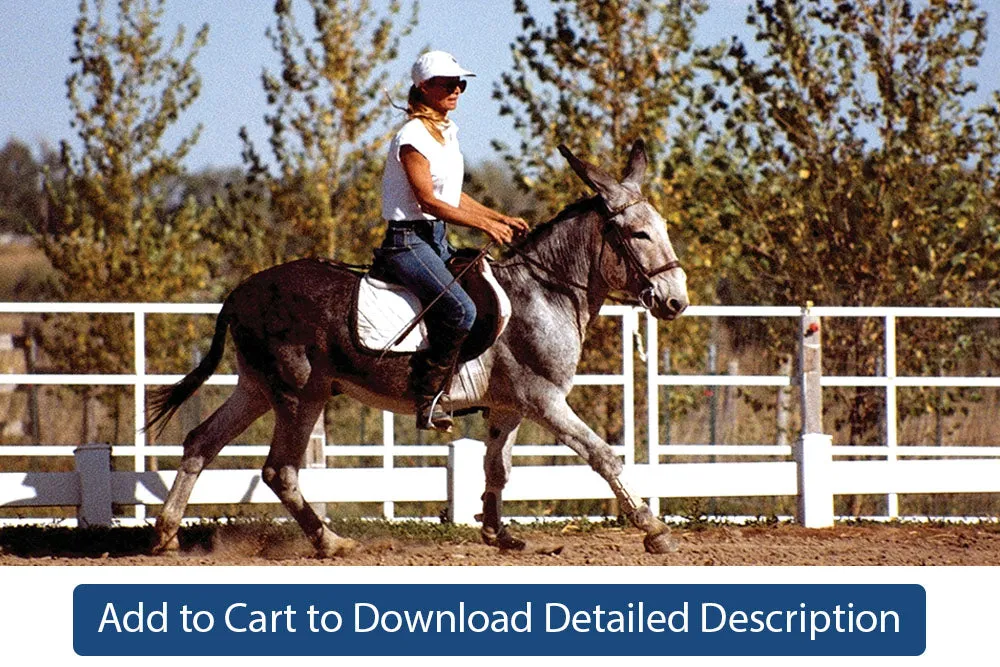 Training Tip - #076 Canter Under Saddle in the Open Arena
